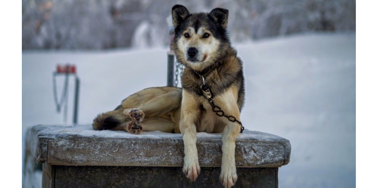 voyage en traîneau à chiens en Alaska